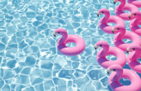 flamingos floating holidays