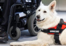 Understanding the Difference Between Service Animals and Emotional Support Animals in the Workplace