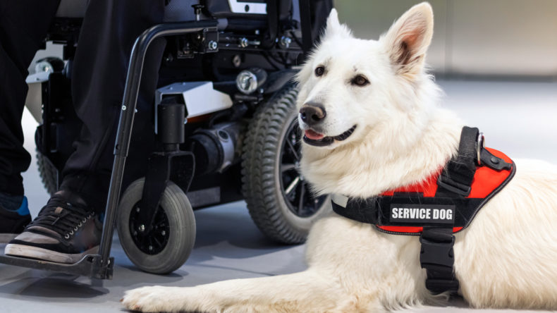 Understanding the Difference Between Service Animals and Emotional Support  Animals in the Workplace - Workest